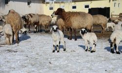 Bayburt'ta besicilerin zorlu kış mesaisi sürüyor