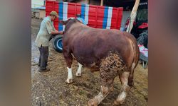 1 Tonluk Boğa Alıcısını Bekliyor