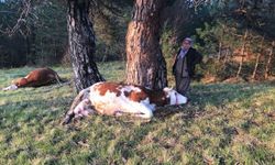 Bolu'da yıldırım isabet eden 2 inek öldü