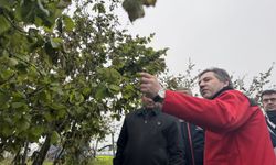 Tarım ve Orman Bakan Yardımcısı Bağcı, zirai dondan etkilenen fındık bahçelerini inceledi: