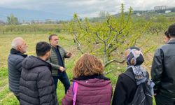 TOGÜ'de  meyve ağaçlarında aşı ve budama eğitimi verildi