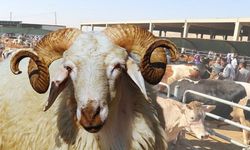 Kurbanlık fiyatları belli oldu! Fiyatlar dudak uçuklatıyor