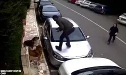 Ataşehir’de Vatandaşlar, Köpek Ataklarından Araçların Üzerine Çıkarak Kurtuldular