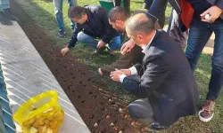 Baharı Müjdeleyecek Olan Laleler Beyoğlu’nda Toprağa Dikildi