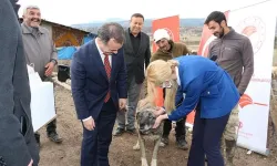 Bu Hastalık Köpeklerden İnsanlara Bulaşıyor