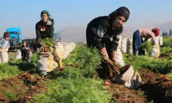 Enkaz Kentte Şiddetli Hasat: Havuç Tarlada 5 TL’den Türkiye’nin Dört Bir Yanına Satılıyor