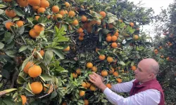 Hasat Başladı: Türkiye’nin Portakal Üretiminin Yüzde 50’sini Doğu Akdeniz Karşılıyor