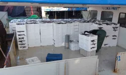 Marmara Denizi’ne Ağ Atan Balıkçılar, Yaklaşık 30 Ton Torik Balığı Avladılar