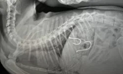 Midesine Olta İğneleri Saplanan Kedi Hayata Tutundu