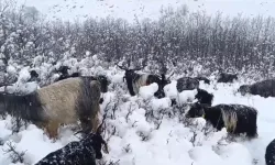 Muş’ta Kar Yağışına Hazırlıksız Yakalanan Besiciler Sıkıntı Anlar Yaşadı