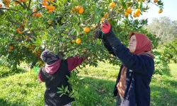 (Özel) Coğrafik İşaretli Havran Mandalinası Hasat Ediliyor