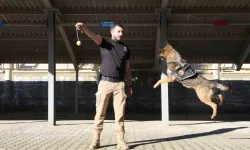 Polisin En Büyük Destekçisi Dedektör Köpekler