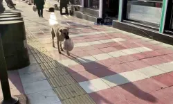 Verilen Yemekleri Yemeden Yavrularına Götüren Anne Köpeğin Şefkati Duygulandırdı