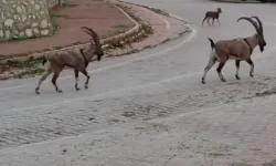 Yaban Keçileri Kent Merkezine İndi