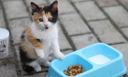 Yemek Artıkları ile Sokak Hayvanlarına Özel Mama Ürettiler
