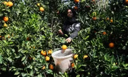 Adana’da Yetişen Portakallar Dünyanın Dört Bir Yanına İhraç Ediliyor