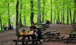 Bolu’nun Tabiat Mükemmelinde İnsan Faaliyetleri Doğal Dengeyi Bozuyor