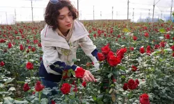 Gül, Rekolte ve Fiyatıyla Üreticileri Şad Ediyor