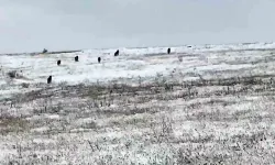 Köye İnen Kurt Sürüsü Dehşet ve Paniğe Neden Oldu