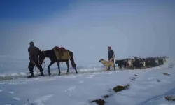 Muş’ta Keçi Sürüsünün Kar Üzerinde 4 Saatlik Güçlü Seyahati Hoş Manzaralara Sahne Oldu