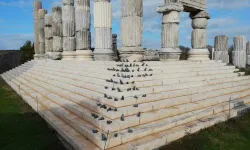 (Özel) ’Apollon Smintheus Tapınağı’nda Ziyaretçileri Fareler Karşılıyor