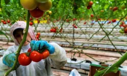 Seracılığın Merkezi Hollanda’ya Manisa Seralarından Domates İhracatı