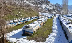 Şırnak’ta Arılar Kış Uykusunda Arıcılar Nöbette