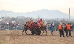 Turgutlu’daki Deve Güreşlerinde Renkli İmgeler