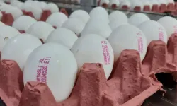 Üreticiler Yumurta Fiyatlarının Yükselmesinden Aracıları Sorumlu Tuttu