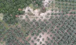 Üzerine Mıcır Dökülen Zeytin Ağaçları Günden Güne Kuruyor