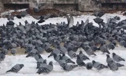 Yem Kapmak İçin Birbiriyle Yarışan Güvercinler Görsel Şölen Oluşturdu