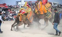 10. Salihli Deve Güreşleri Şenliği Yapıldı