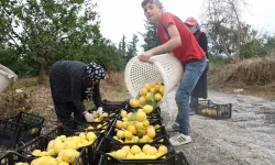 200 Bin Ton Rekolte Beklenen Limonda Çiftçiye Kıymetli Takviye