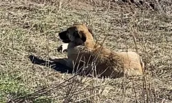 Ahıra Giren Başıboş Köpekler 11 Büyükbaş Hayvanı Telef Etti