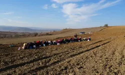 ’Beyaz Altın’ Taşköprü Sarımsağı Toprakla Buluşuyor