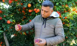 Bu Portakaldan Kan Akıyor