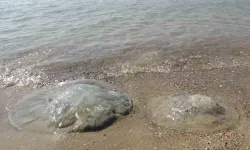 Deniz Anaları Akdeniz Kıyılarına Akın Etti