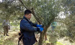 Foça’da Zeytin Ağaçlarında Budama Başladı