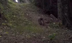 Ilgaz Dağı Ulusal Parkındaki Yaban Hayatı Zenginliği Fotokapanlara Yansıdı