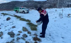 Jandarma, Karlı Dağlarda Yaban ve Sokak Hayvanlarını Yalnız Bırakmıyor