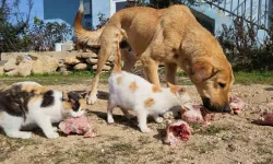 Köpek ile Kedilerin Yıllardır Süren Dostluğu