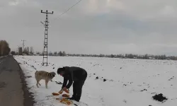 Kuvvetli Kış Kaidelerinde Hayvanlara Kucak Açtı