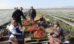 Mersin’de Örtü Altında Çilek Hasadı Sürüyor