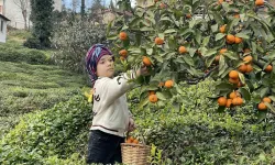 Rizeli Çiftçiler Yazın Çay, Kışın Mandalina Toplayarak Geçimlerini Sağlıyor