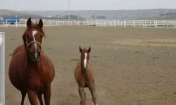 Şampiyon Adayı Taylar Dünyaya Gözlerini Açmaya Başladı