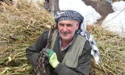 Şırnak’ta Besiciler Yemleri Sırtlayarak Hayvanlarını Besliyor
