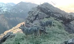 Tunceli’nin Yaban Hayatı Fotokapanlara Yansıdı