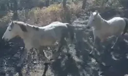 Yılkı Atları Doğaseverler Tarafından Görüntülendi