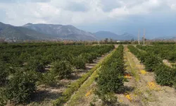 Adana’da Para Etmeyen Narenciye Bahçede Kaldı