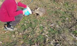 Bahçede Bitkin Halde Bulunan Karaca Tabiata Salındı